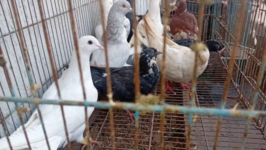 Simple fancy pigeons available