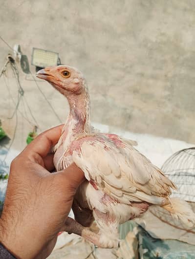 Heera Chicks Read add price final