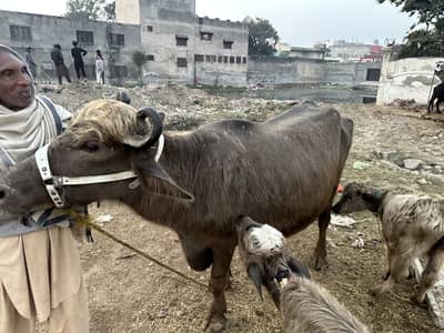 Buffalo brown for sale