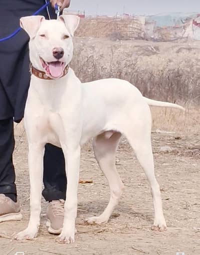 gultair Lapa age 5 month for sale