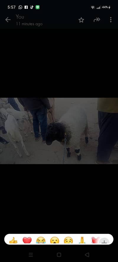 dumba for sal  03158339523