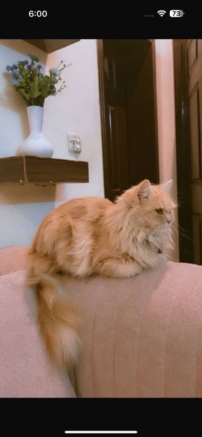 Female persian cat available for mating.