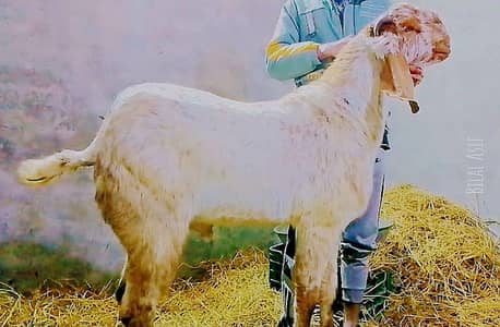 makhi china Breeder Bakra or ak dumba