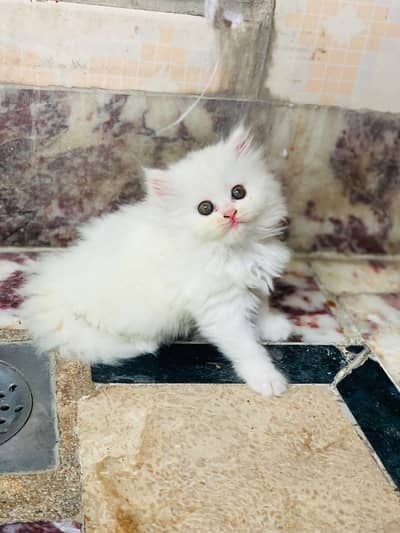 Persian triple coat kittens for sale