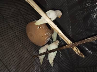 7 peace hai or one box 2 bleeder pair