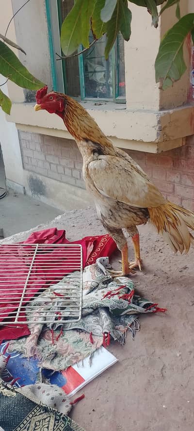 Aseel murga/ patha (pure aseel murga)