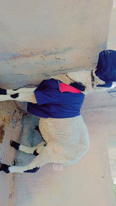 dumba ghar pale Hue bacche Hain