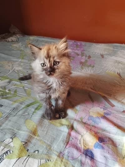 persion cat  Healthy and Active