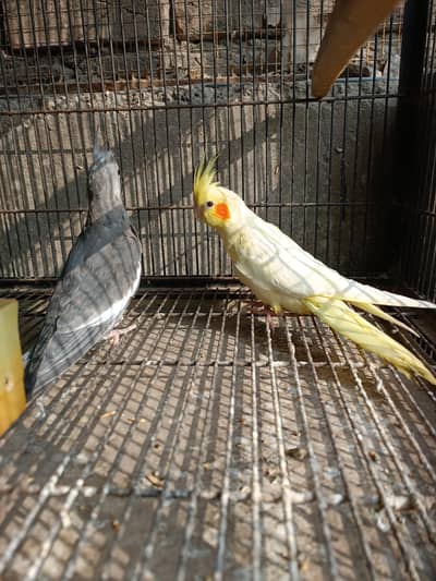 Cocktail and Love Bird Parrots Available
