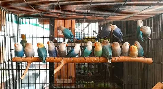 Love Bird Parrots Available for sale