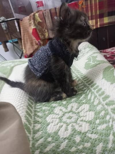Persian male kitten for sale