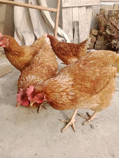 Desi Hens