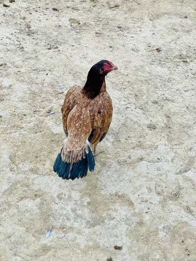 Pure aseel mianwali breeder hen