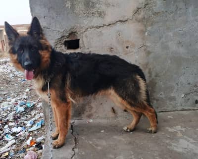 Pink pedigree German shepherd male healthy and active