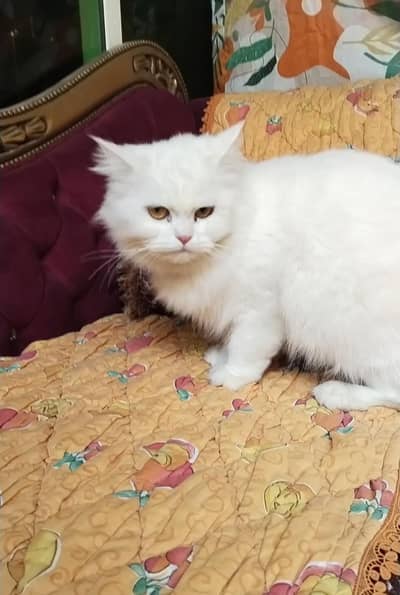 Persian adult cat for sale