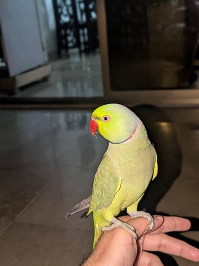 Hand Tame Ring Neck Parrot