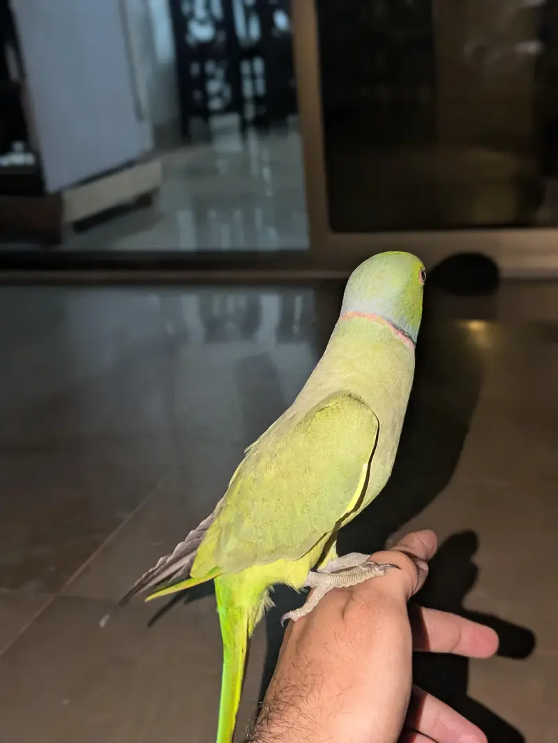 Hand Tame Ring Neck Parrot — photo 2