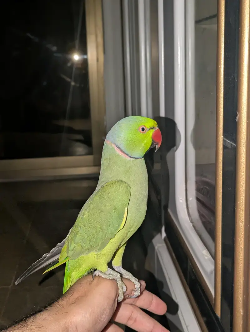 Hand Tame Ring Neck Parrot — photo 4
