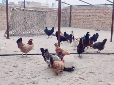 Desi Murghiyan Hens
