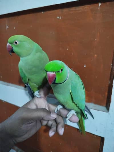 Hand tame friendly talking Ringneck healthy pair