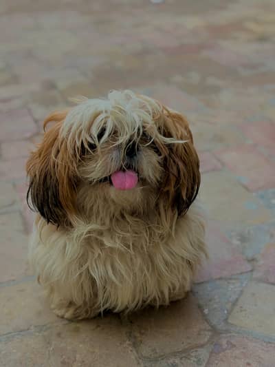Shitzu puupies Dog