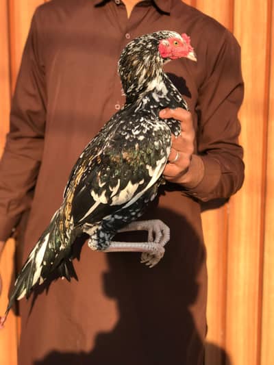 acha shoke Karna Wala patha han mazboot Hadi jor han