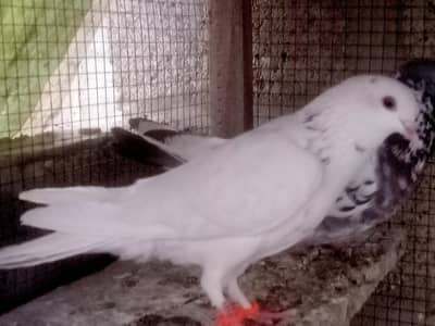 Highfly male & Patti/low flyer wali cheeni female