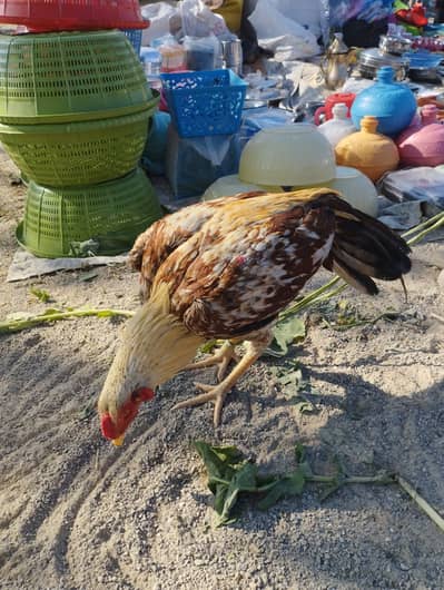 Highest quality Aseel patha