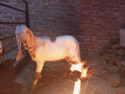 pure desi bakra For qurbani 2026