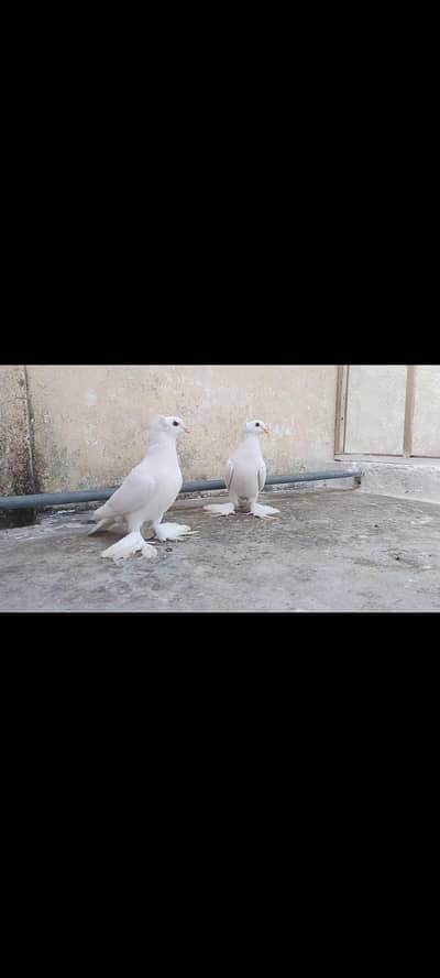 Whit swallow  For sale Pair available  Number 03128977590