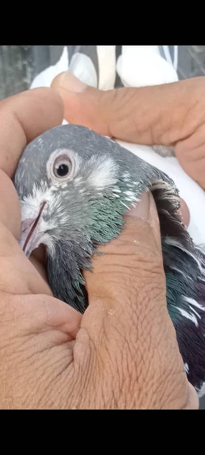 top quality low flayer