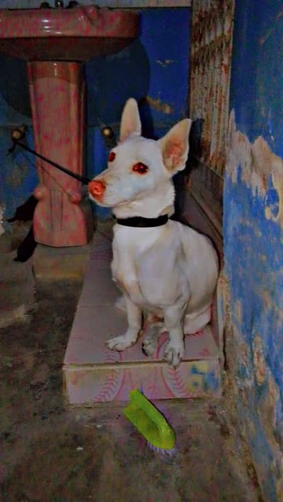 healthy and active first heat miss kar di thi send heat pa agai hai