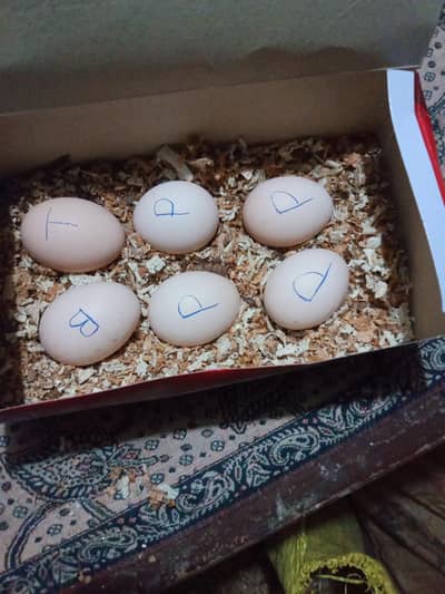 tazay new Andy panus pkoya burmi our Turkish hint 03430424748