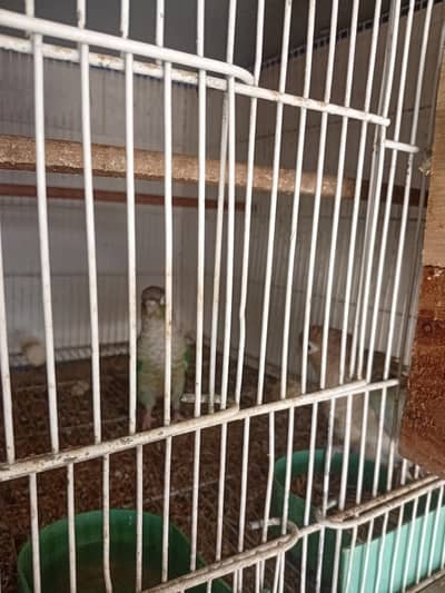 all adults and breeder pairs