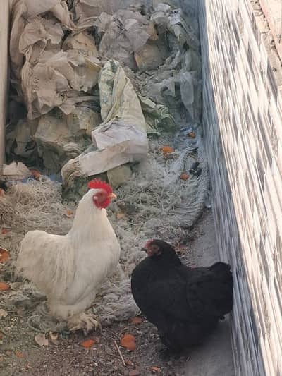 Fancy hen for sale pair  only serious buyer contact