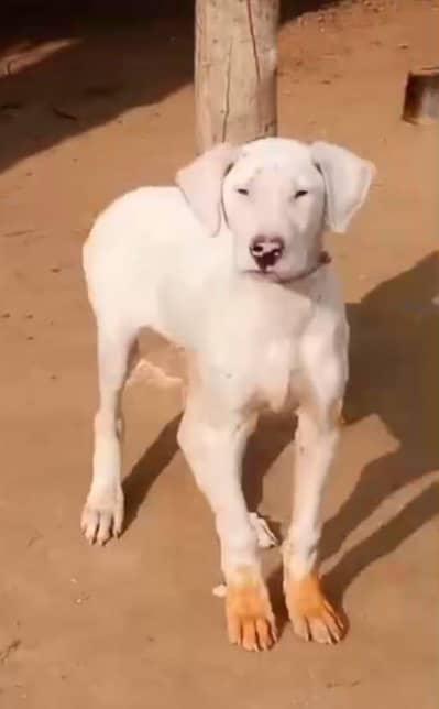 pewar bully dong male aje 3 month for sale all Pakistan cargo steam