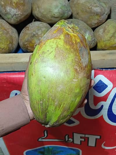 Green coconut