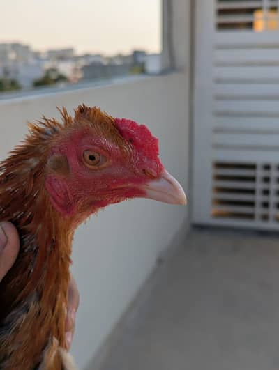 Sindhi murgi and his one chick