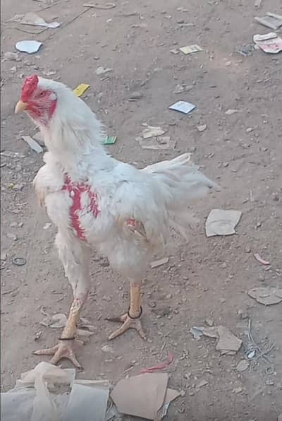 aseel heera murgha pure eyes white blue ring