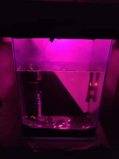 Aquarium with 1 fish