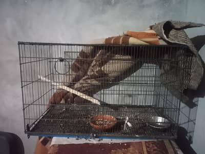 cage ha 10 10 final price 3000