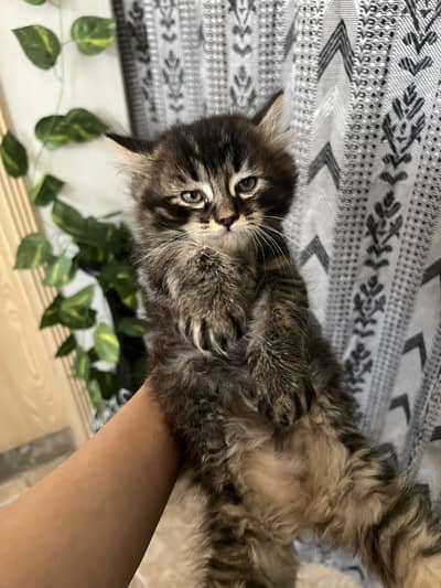 Persian Tabby blackwhite male kitten