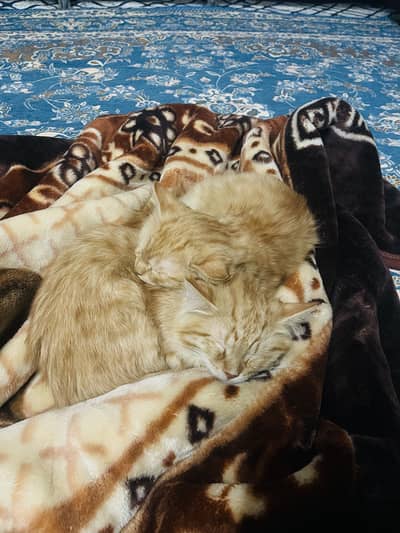 Orange kittens for sale