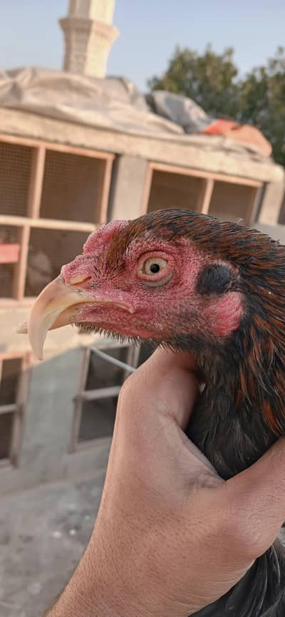 thai penus top class. choras nali low price