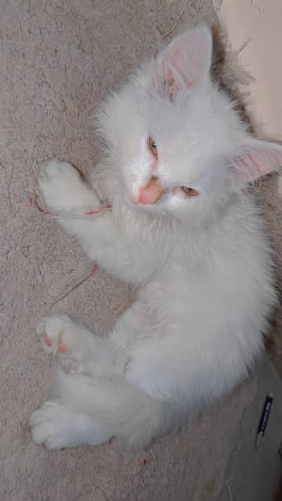 white Persian kitten 3 months age