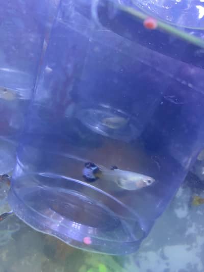 Gappy fish ready to bread