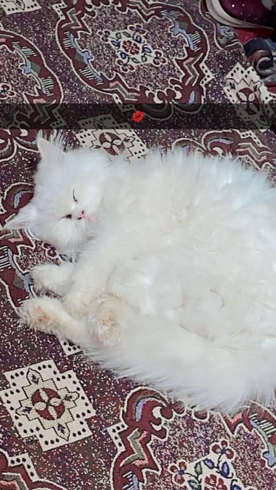 female cat odd eyes for sale