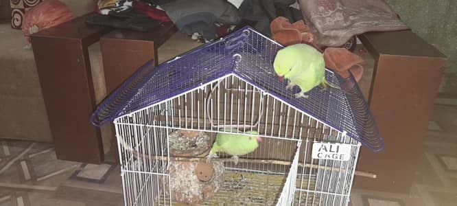 Raw parrot pair with cage