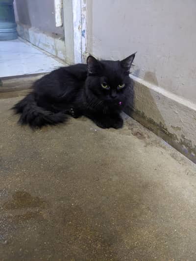 persion  triple coat punch face