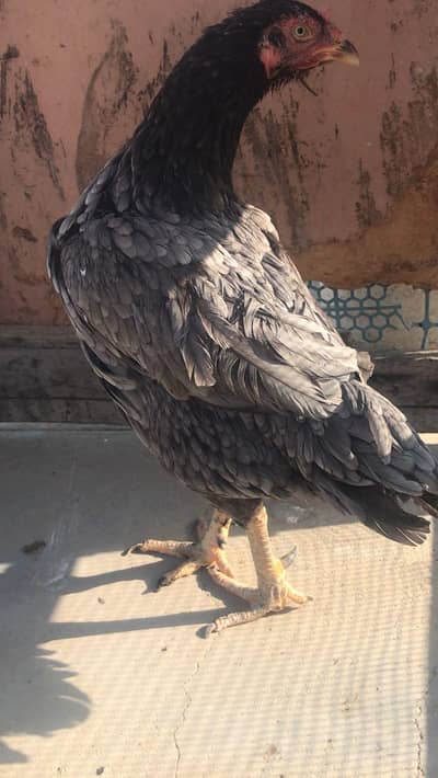 Gray beauty breeder available breed miawali 03132353486
